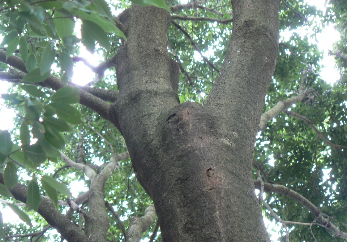 シラカシ_10月6日の真昼　もの静かなシラカシの木_201006_12-50